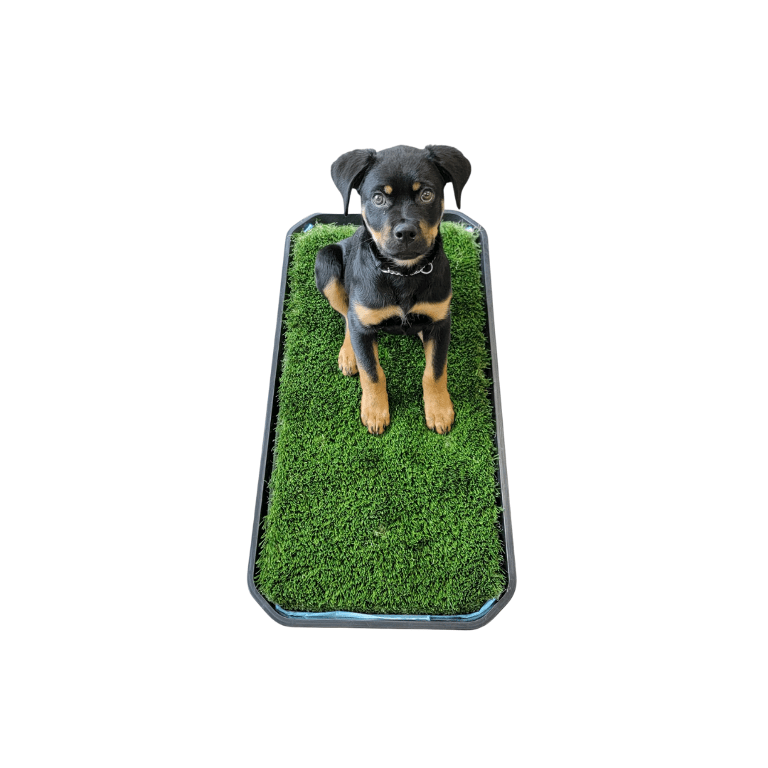 FULL DOG POTTY SYSTEM