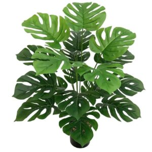 Monstera Plants