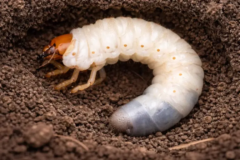 How European Chafer Soil Damage Impacts Lawn Health and Long-Term Turf Stability